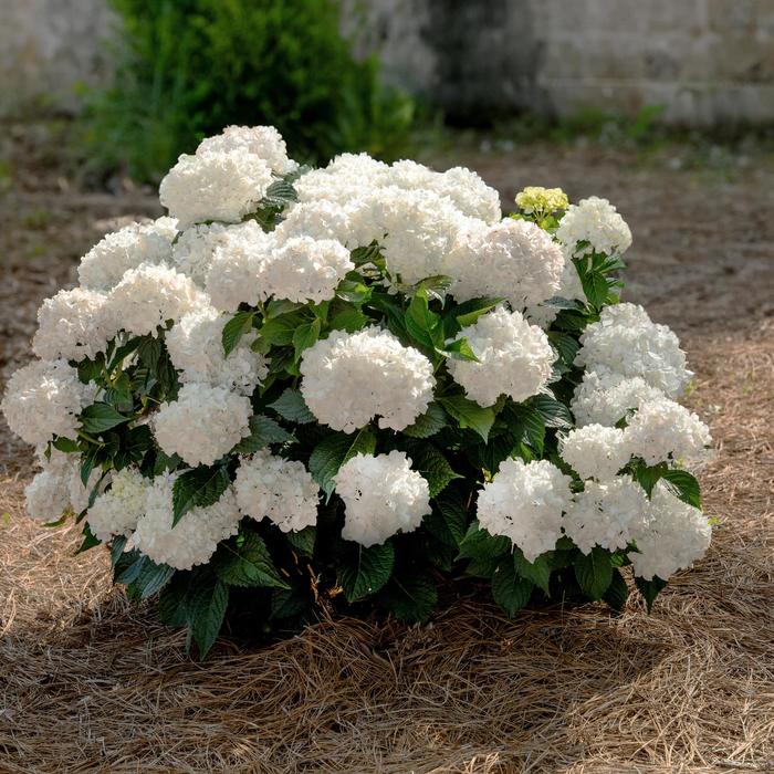 Endless Summer® Dreamcloud® Bigleaf Hydrangea - Hydrangea macrophylla from Delukes Gardencenter