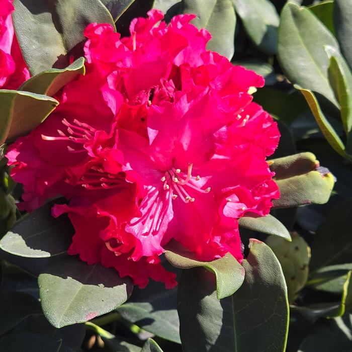 'Holden's Red' Azalea - Rhododendron from Delukes Gardencenter