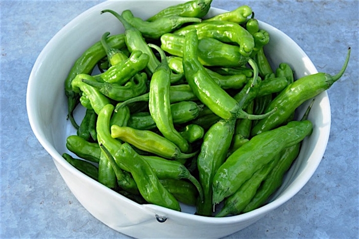 Shishito Peppers - Sweet Pepper from Delukes Gardencenter