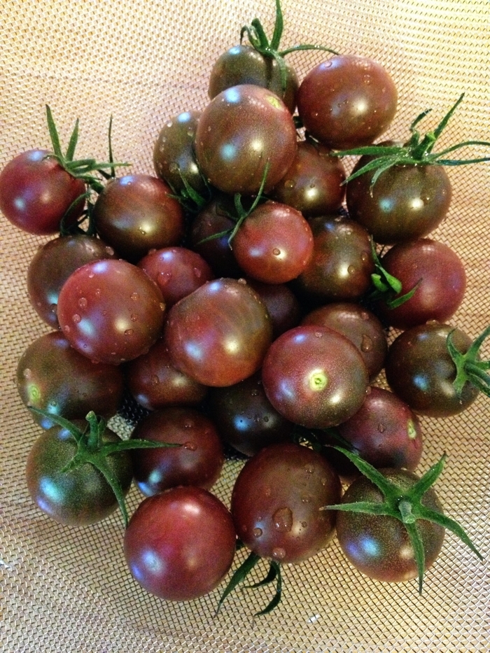 Chocolate Cherry Tomatoes - Tomato from Delukes Gardencenter