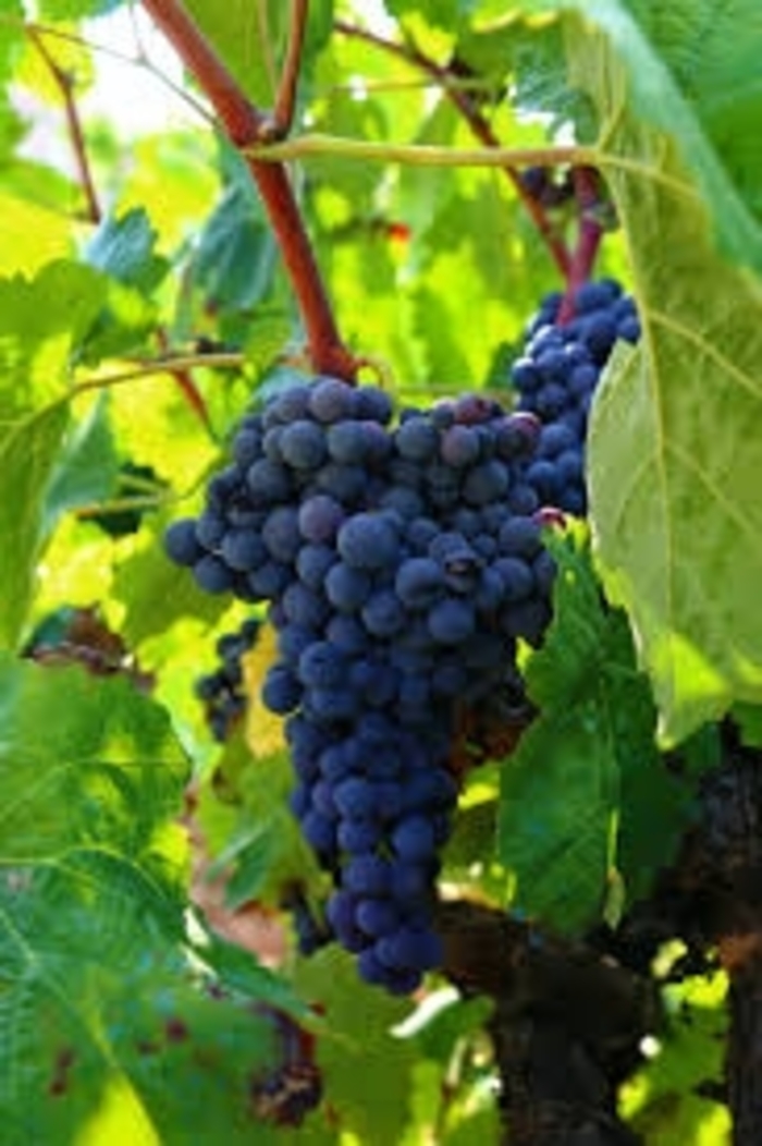 Lakemont Blue Grapes - Seedless Grapes from Delukes Gardencenter