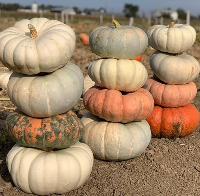 Mixed Doll Pumpkins - Small from Delukes Gardencenter