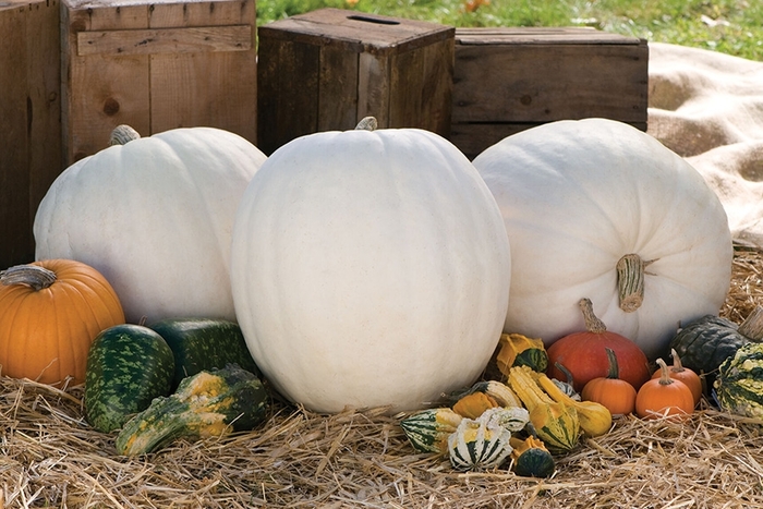 Polar Bear Pumpkins - Pumpkin from Delukes Gardencenter