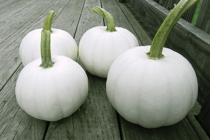 Blanco Pumpkins - Pumpkin from Delukes Gardencenter