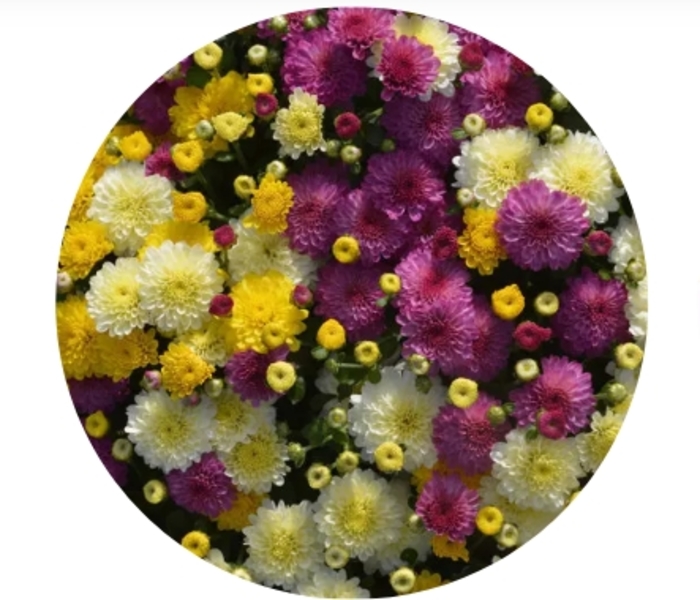 Tri-Color Mums 10 - Chrysanthemum from Delukes Gardencenter