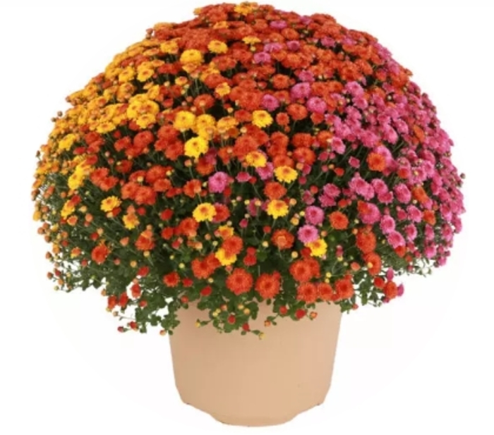 Tri-Color Mums 14 - Chrysanthemum from Delukes Gardencenter