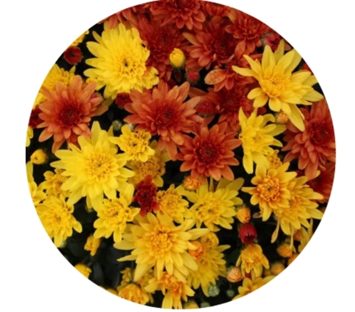 Tri-Color Mums 12 - Chrysanthemum from Delukes Gardencenter