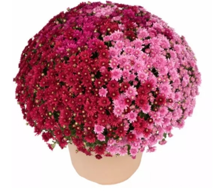 Tri-Color Mums Combo 23 - Chrysanthemum from Delukes Gardencenter