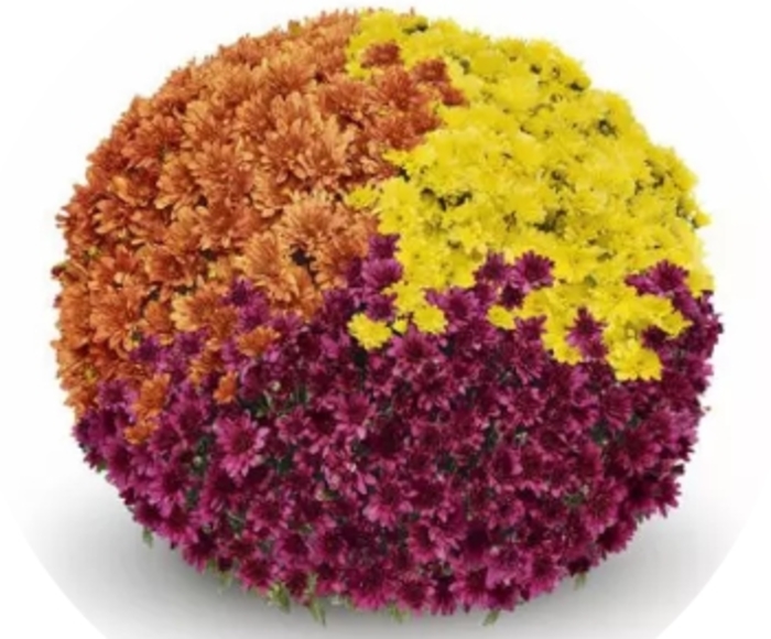 Tri-Color Mums Combo 27 - Chrysanthemum from Delukes Gardencenter