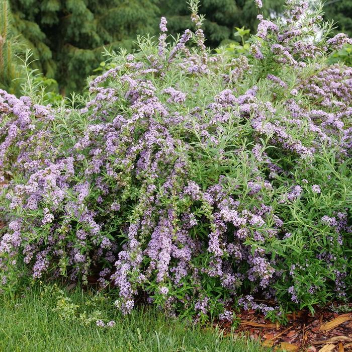 Mop Top&reg; Butterfly Bush - Buddleia alternifolia from Delukes Gardencenter