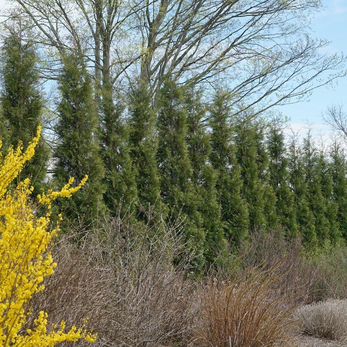 Full Speed a Hedge&reg; American Pillar Arborvitae - Thuja occidentalis from Delukes Gardencenter