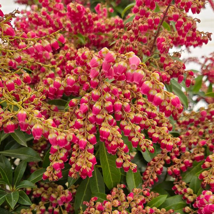 Passion Party&trade; 'Passion' - Pieris japonica from Delukes Gardencenter
