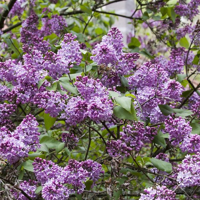 Common Purple Lilac - Syringa vulgaris from Delukes Gardencenter