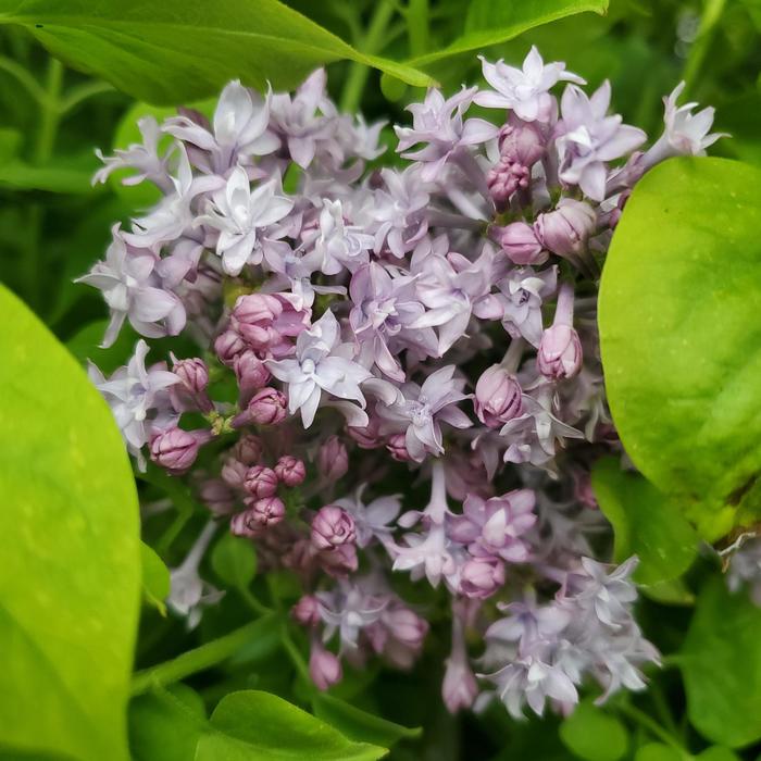 'Royal Purple' Lilac - Syringa x hyacinthiflora from Delukes Gardencenter