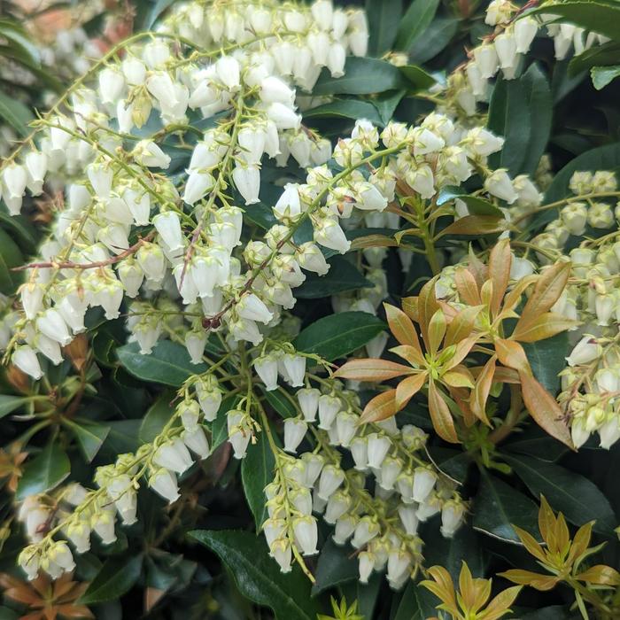 'Compacta' Dwarf Japanese Pieris - Pieris japonica from Delukes Gardencenter
