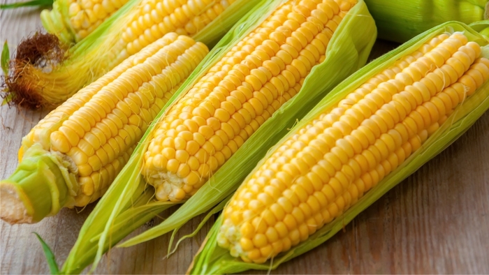 Corn - Various Varieties from Delukes Gardencenter