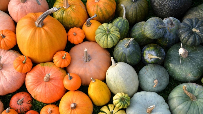Pumpkins - Various Varieties from Delukes Gardencenter
