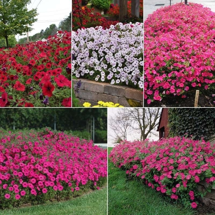 6 INCH ANNUAL - WAVE PETUNIA from Delukes Gardencenter