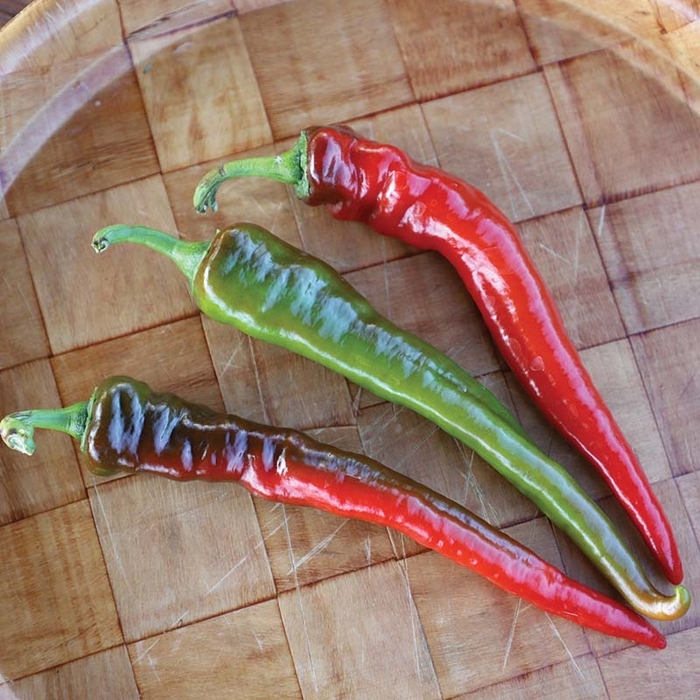 PORTUGAL PEPPERS - Hot Pepper from Delukes Gardencenter