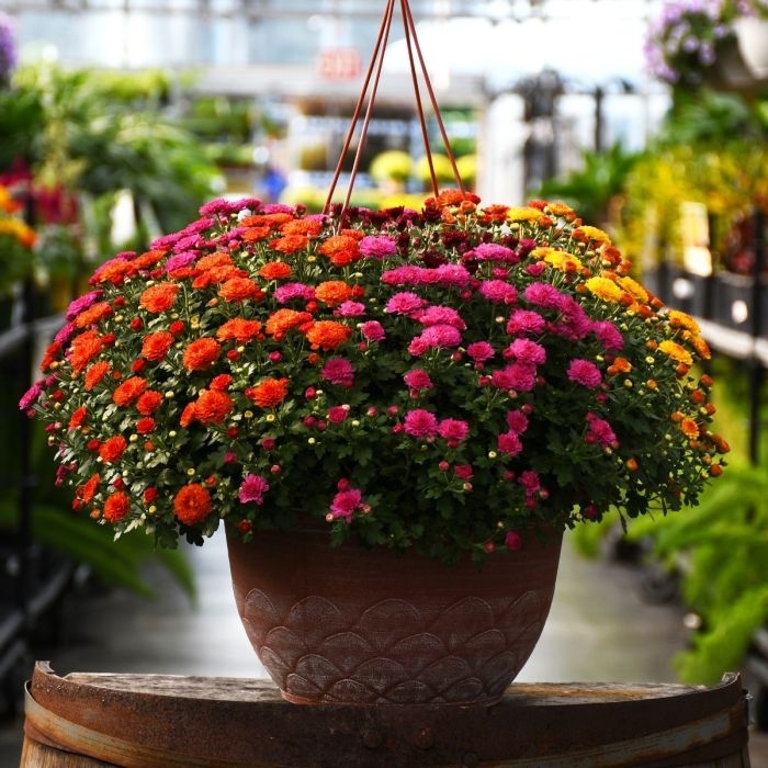 13 Inch Hanging Tricolor Mums - Garden Mums from Delukes Gardencenter
