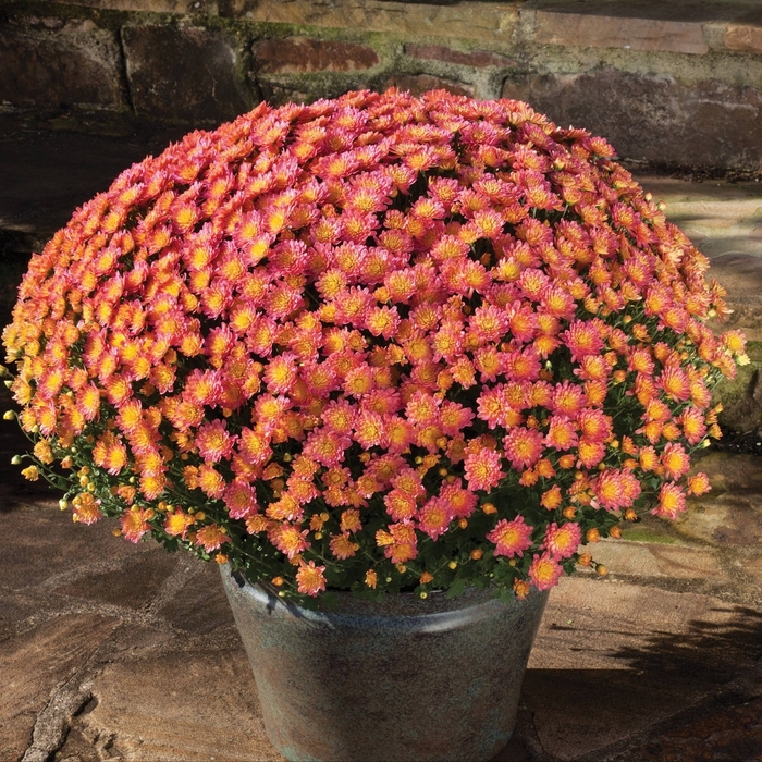 14 Inch Garden Mums - Garden Mums from Delukes Gardencenter