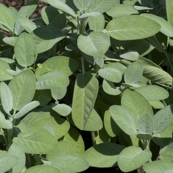 Salvia officinalis - 'Berggarten' Sage Salvia officinalis - 'Berggarten' Sage