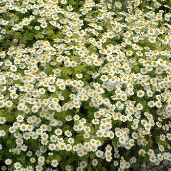 Matricaria recutita - German Chamomile Matricaria recutita - German Chamomile