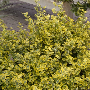 Euonymus fortunei - ''Emerald n'' Gold'' Wintercreeper Euonymus