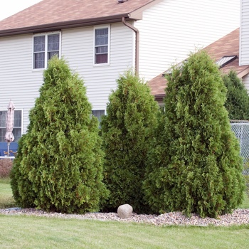 Thuja occidentalis - 'Nigra' Arborvitae