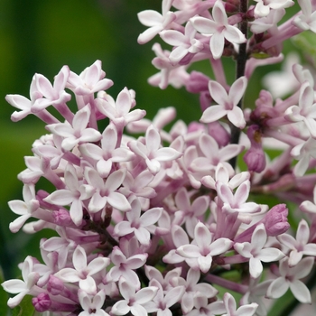 Syringa pubescens ssp. patula - 'Miss Kim' Lilac