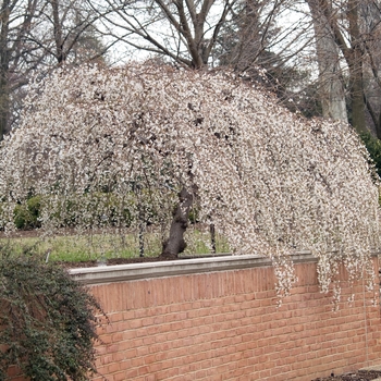 Prunus - 'Snow Fountains&reg;' Weeping Cherry
