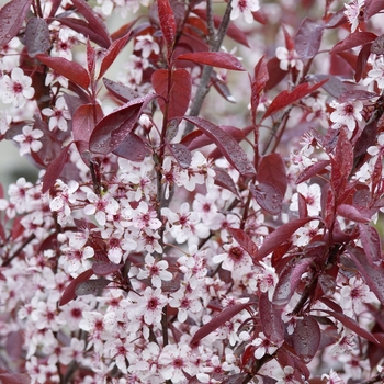 Prunus x cistena - Purpleleaf Sand Cherry