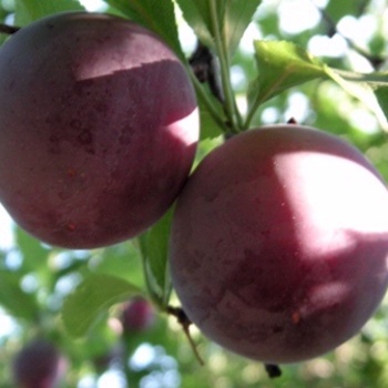 Fruit - Plums