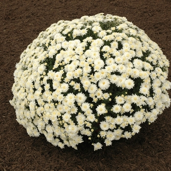Chrysanthemum x morifolium - ''Nazimi White'' Garden Mum