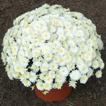 Chrysanthemum x morifolium - ''Jacqueline™ Pearl'' Garden Mum