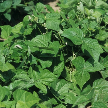Blue Lake Bush - Beans Blue Lake Bush - Beans