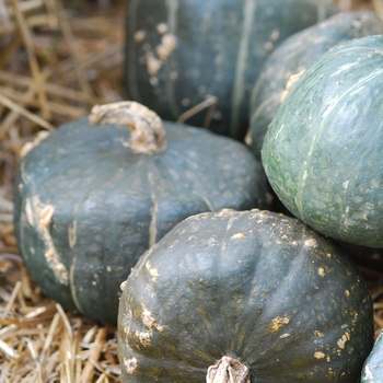 Buttercup - Squash Buttercup - Squash