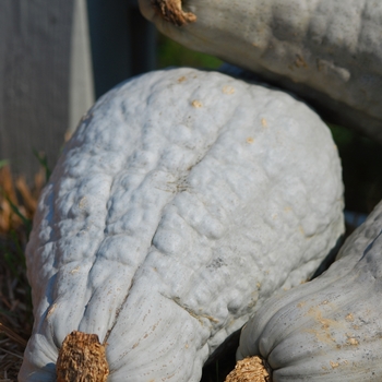 Hubbard - Squash Hubbard - Squash