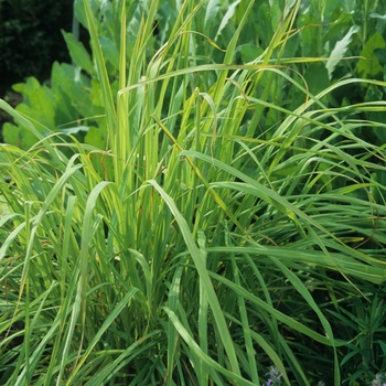 Cymbopogon citratus - East Indian Lemon Grass Cymbopogon citratus - East Indian Lemon Grass