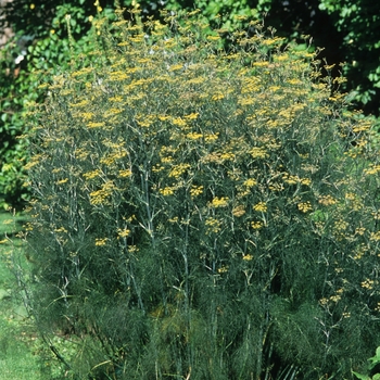 Foeniculum vulgare - Common Fennel Foeniculum vulgare - Common Fennel
