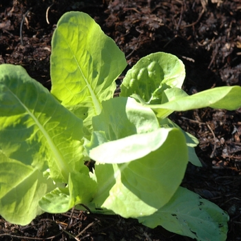 Buttercrunch - Lettuce Buttercrunch - Lettuce