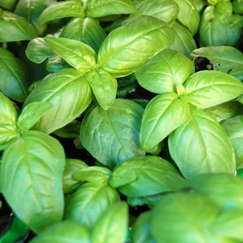 Ocimum basilicum - Sweet Basil Ocimum basilicum - Sweet Basil
