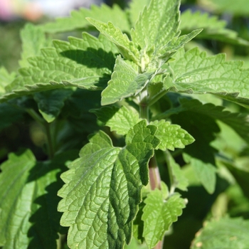 Nepeta cataria - Catnip Nepeta cataria - Catnip