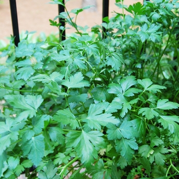 Coriandrum sativum - Cilantro Coriandrum sativum - Cilantro