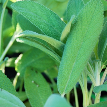 Salvia officinalis - Sage