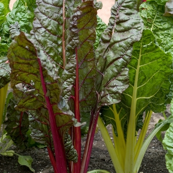 Bright Lights - Swiss Chard Bright Lights - Swiss Chard