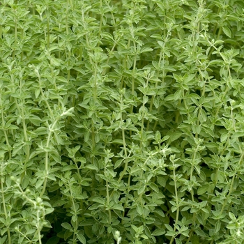 Origanum majorana - Sweet Marjoram Origanum majorana - Sweet Marjoram