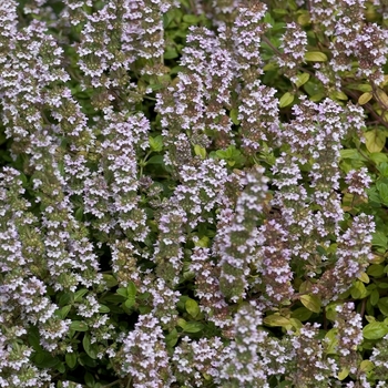 Thymus vulgaris - English Thyme Thymus vulgaris - English Thyme