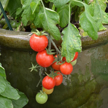 Lycopersicon esculentum - Cherry Tomato Lycopersicon esculentum - Cherry Tomato