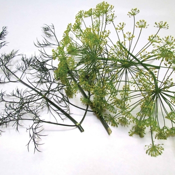 BOUQUETS - Dill